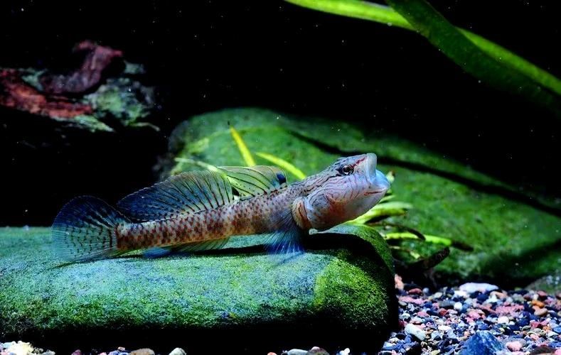 巨型蝦虎魚圖片