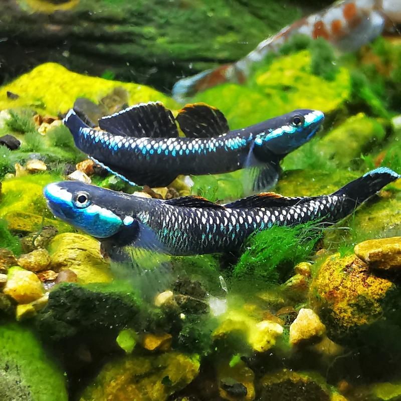 巨型蝦虎魚圖片
