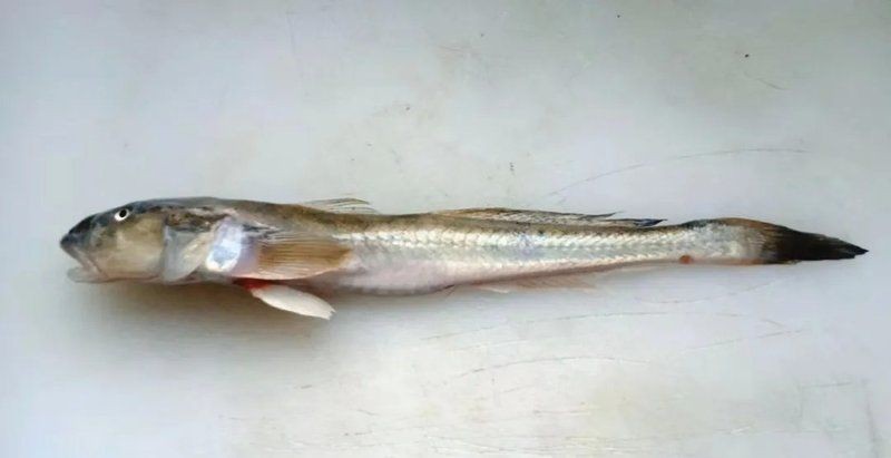 巨型蝦虎魚圖片