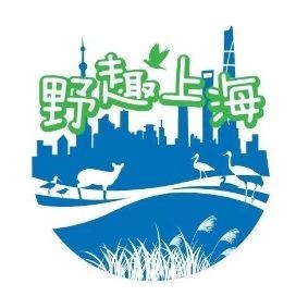 巨型蝦虎魚圖片