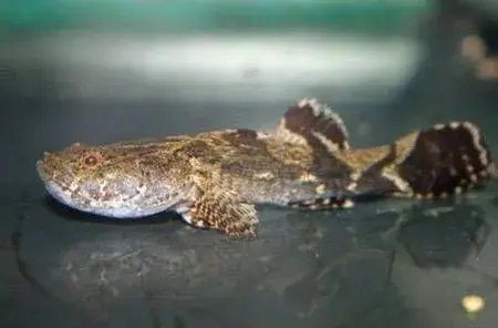 巨型蝦虎魚圖片