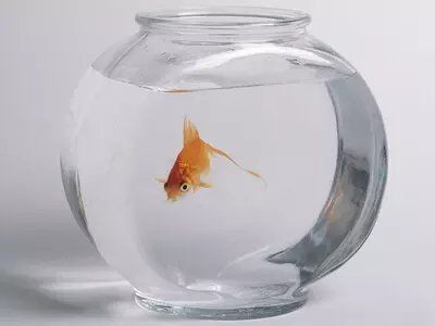 家里養(yǎng)財(cái)神魚的風(fēng)水禁忌