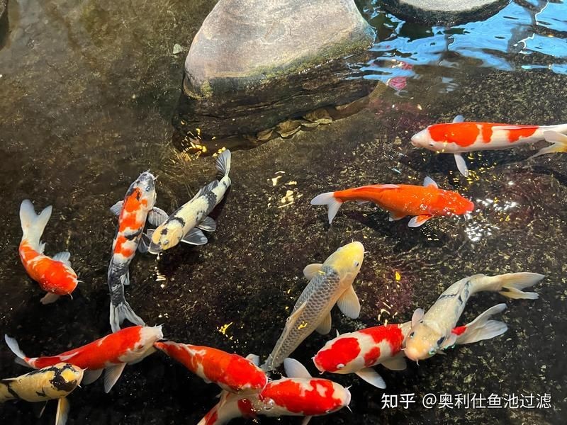 家用養(yǎng)魚循環(huán)過濾水泵
