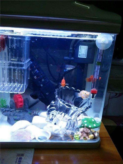 活性炭魚缸濾材料