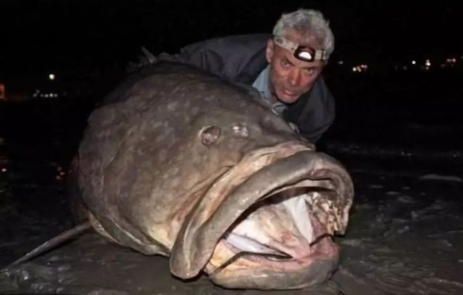 巨骨舌魚進食血霧