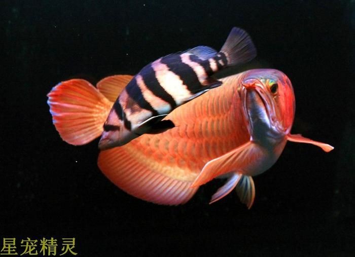 星點龍魚是風水魚嗎