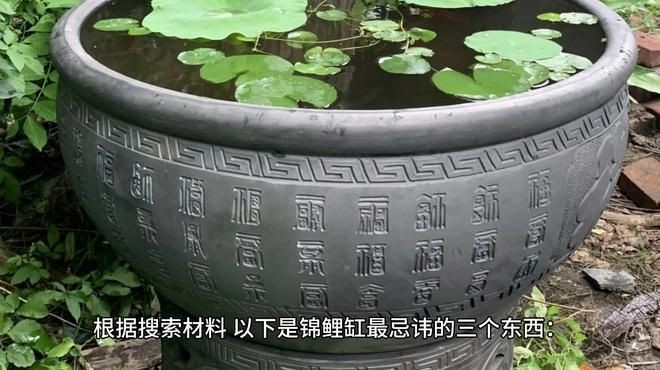 白錦鯉身體發紅最怕三個東西