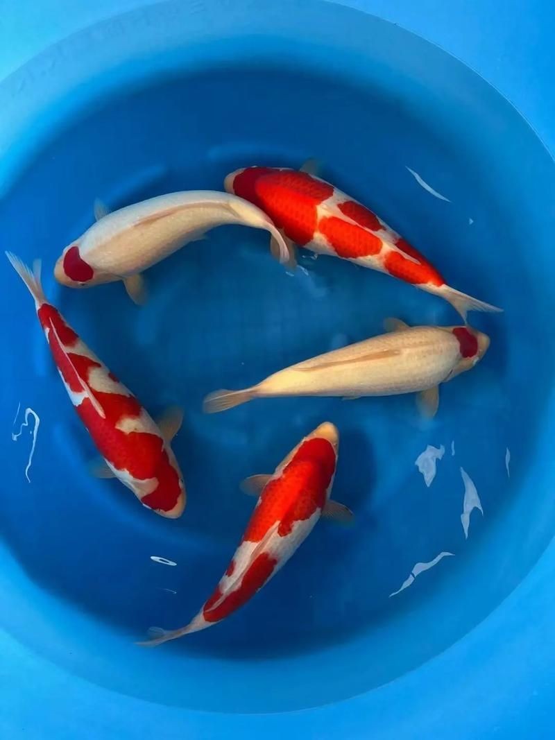 精品錦鯉圖片