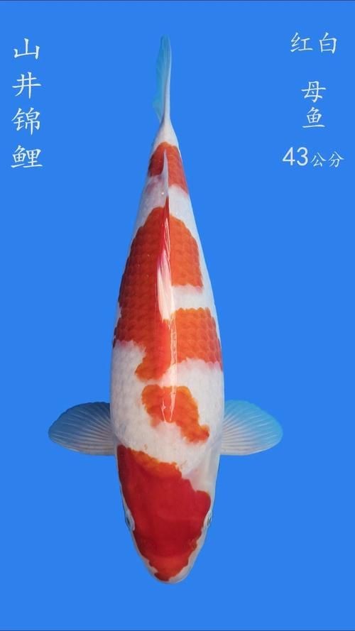 精品錦鯉圖片