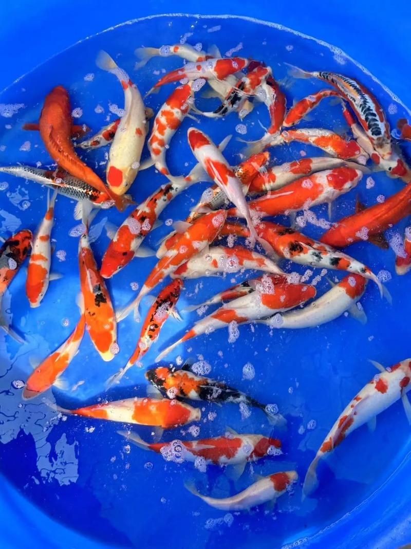 精品錦鯉圖片