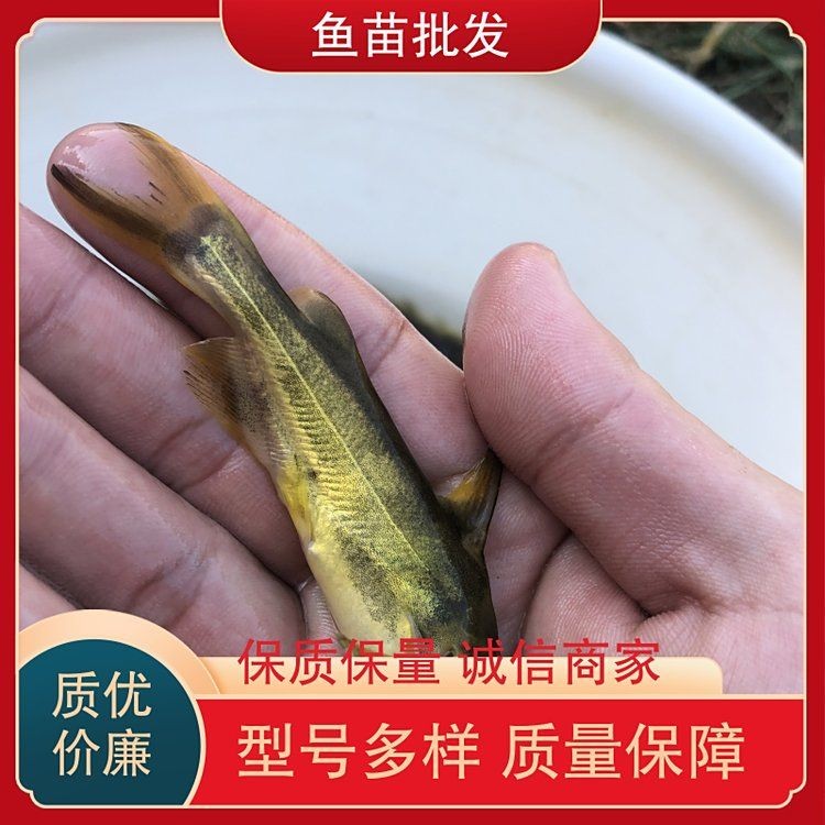 桂魚苗批發(fā)價格