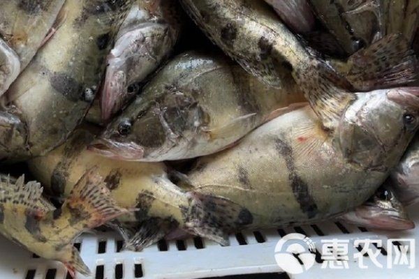 桂魚苗批發(fā)價格