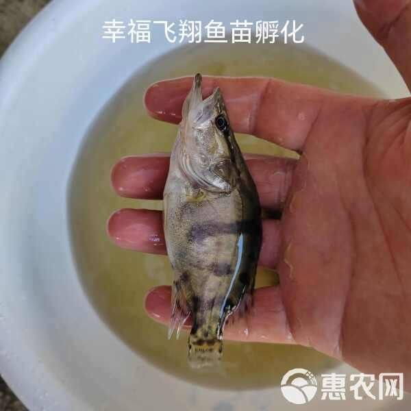 桂魚苗批發(fā)價格