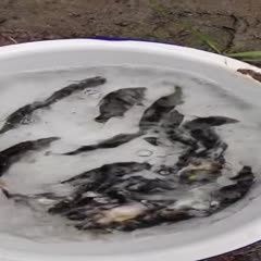 桂魚苗批發(fā)價格