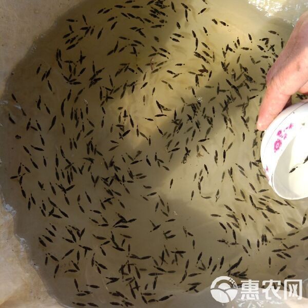 桂魚苗批發(fā)價格
