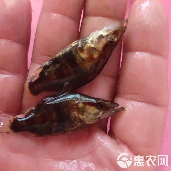 桂魚苗批發(fā)價格