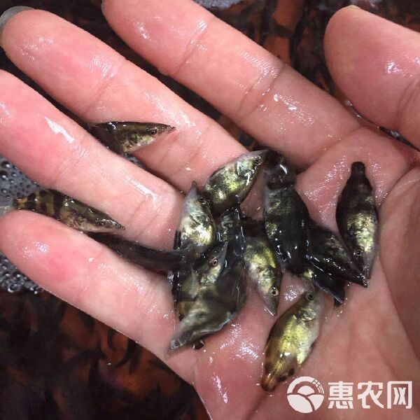 桂魚苗批發(fā)價格