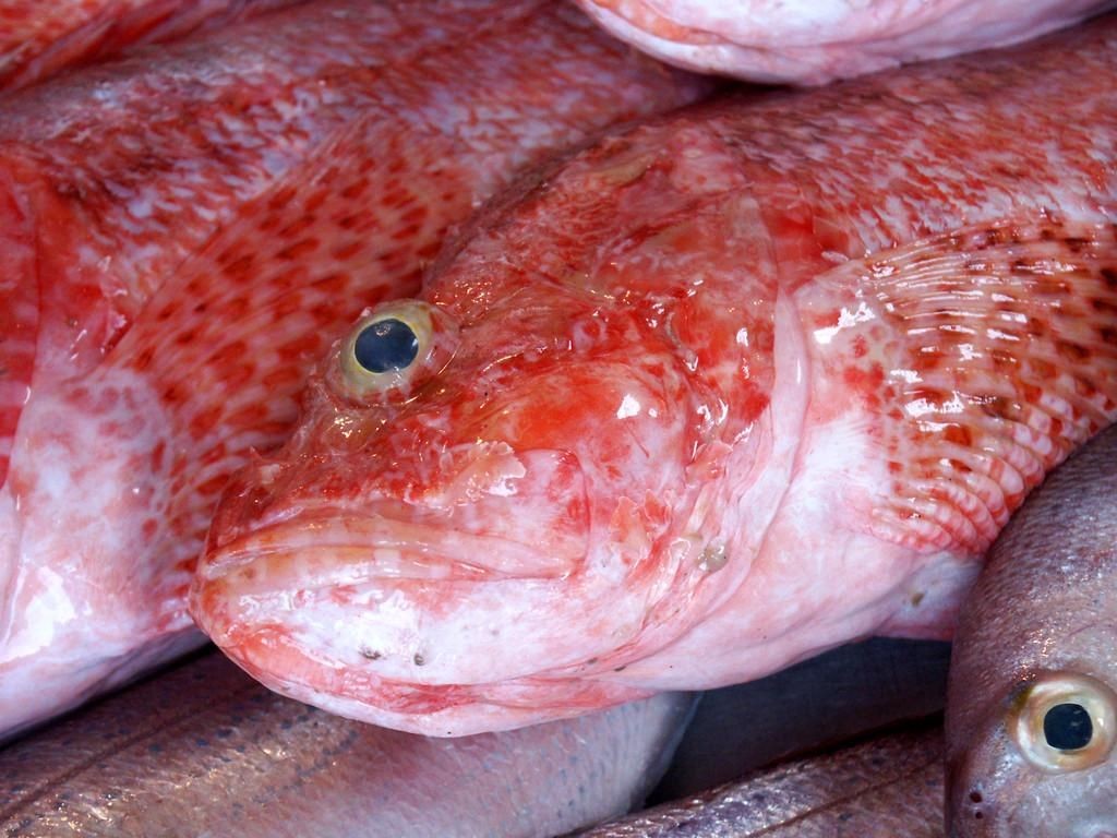 紅色的魚有哪幾種圖片