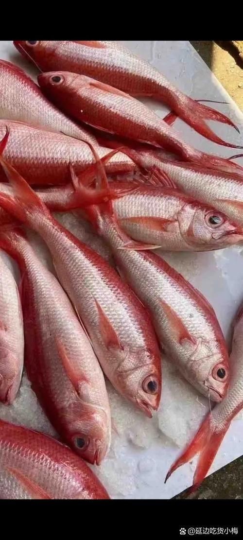 紅色的魚有哪幾種圖片