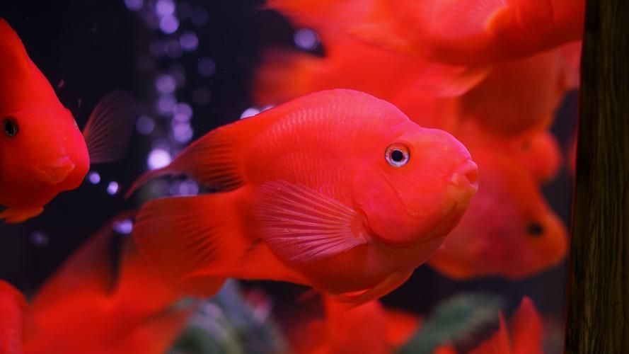 紅色的魚有哪幾種圖片