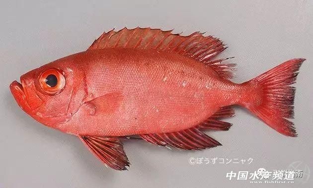紅色的魚有哪幾種圖片