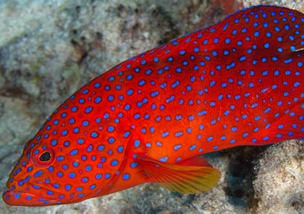紅色的魚有哪幾種圖片
