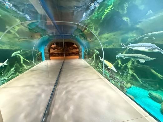 烏魯木齊水族批發市場