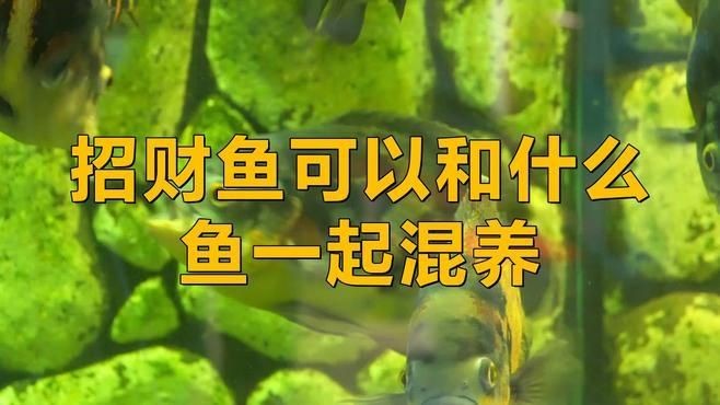 招財和什么魚混養最好