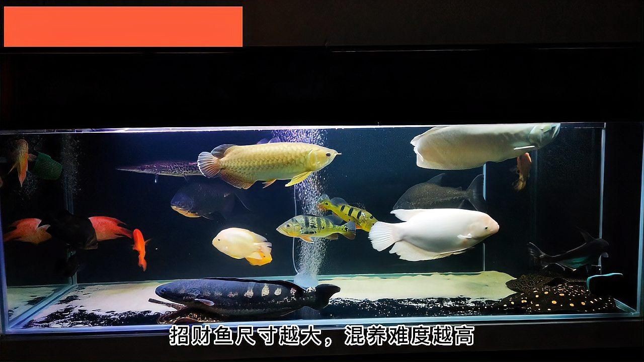 招財和什么魚混養最好