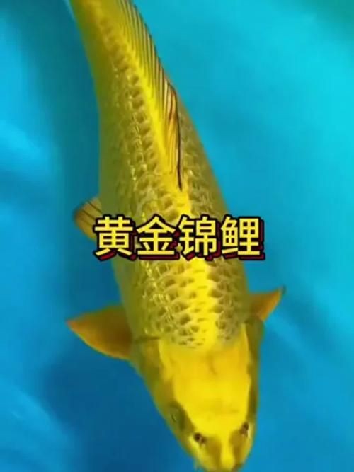 最招財?shù)聂~圖片