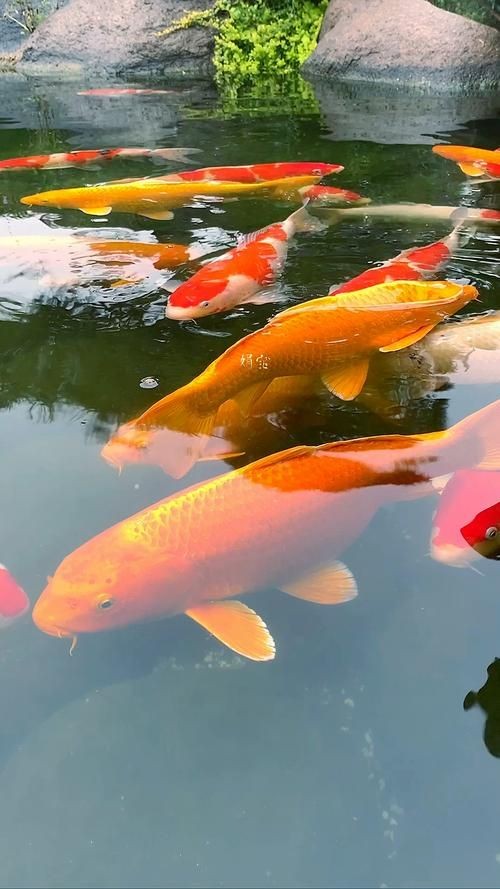 最招財?shù)聂~圖片