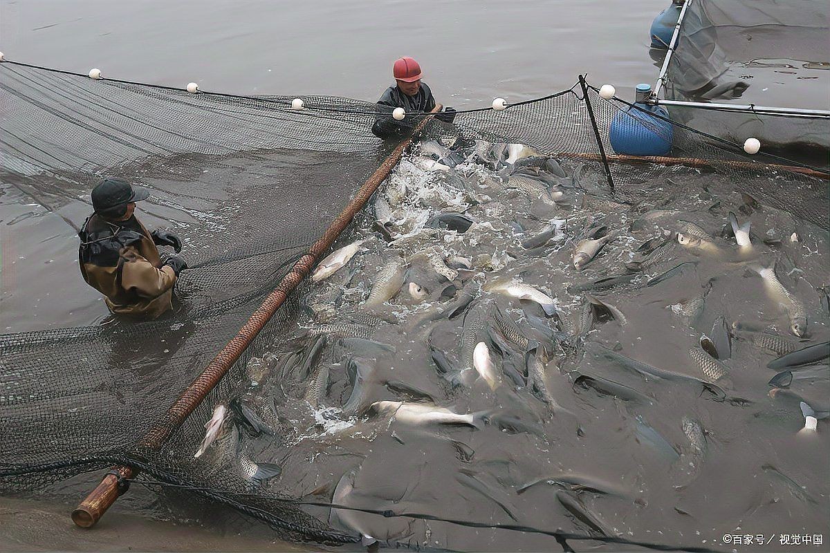 海刀魚為什么養(yǎng)殖不了
