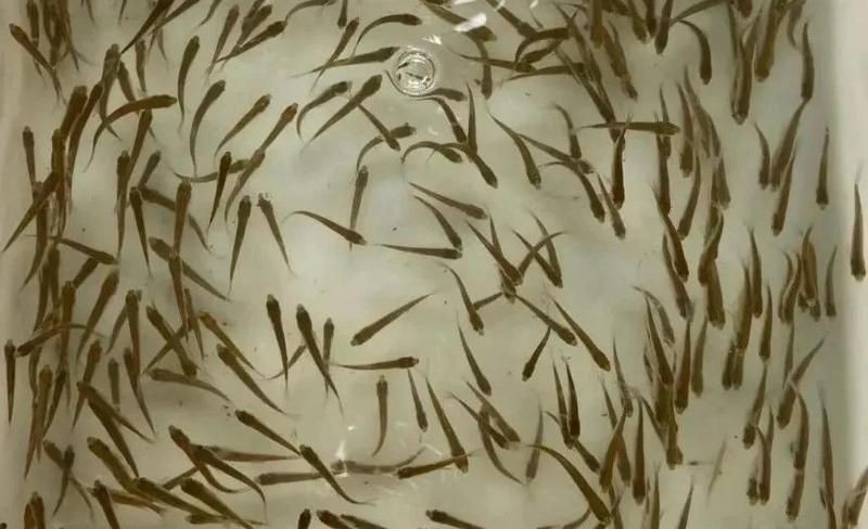 海刀魚為什么養(yǎng)殖不了