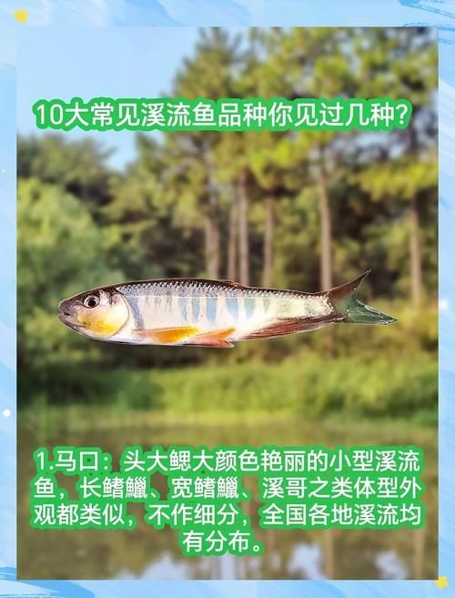河里小魚品種圖片大全