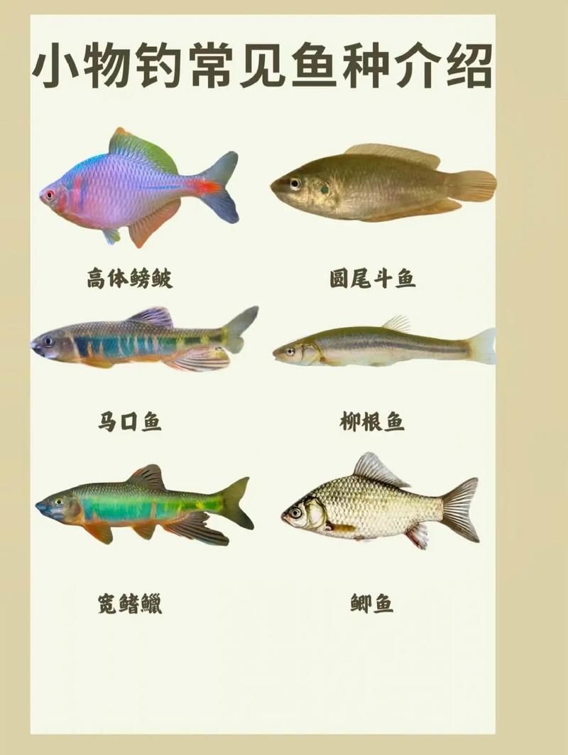 河里小魚品種圖片大全