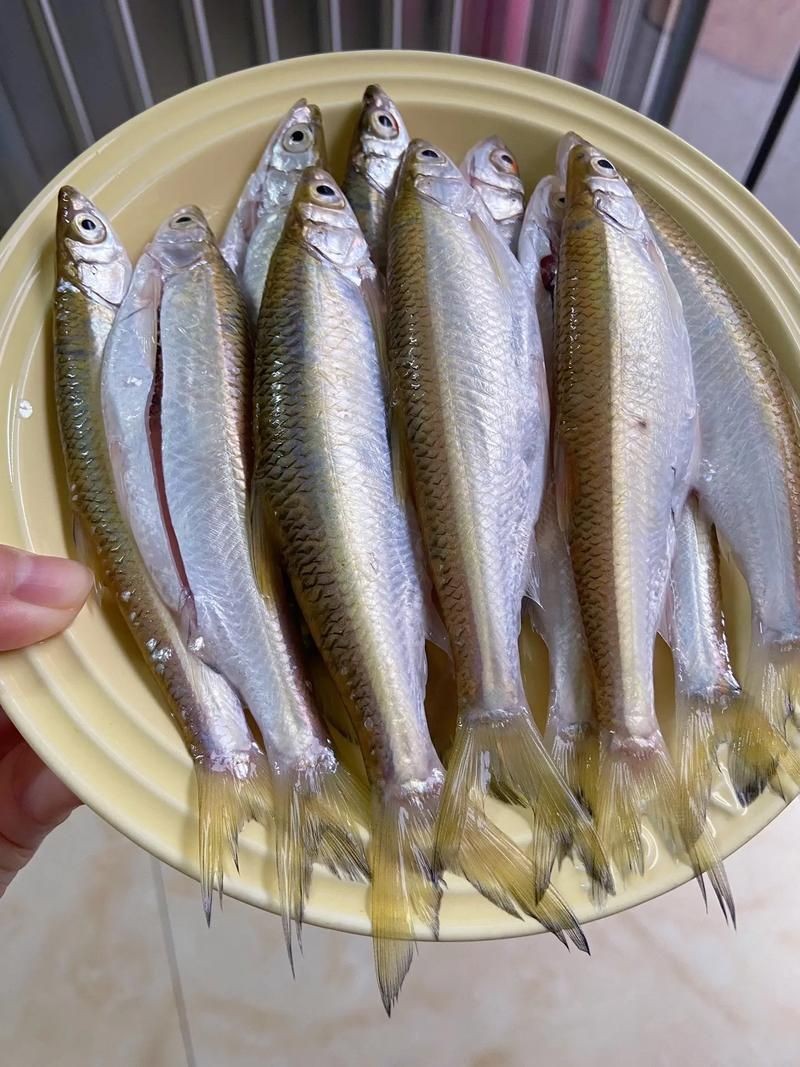 河里小魚品種圖片大全
