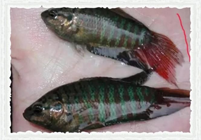河里小魚品種圖片大全