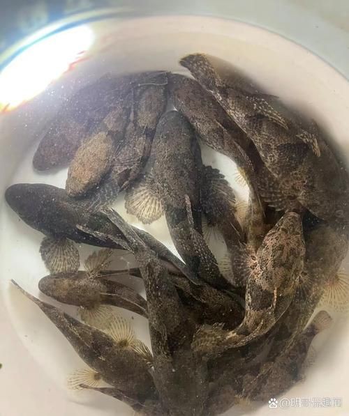 河里小魚品種圖片大全