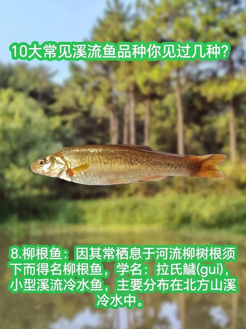 河里小魚品種圖片大全