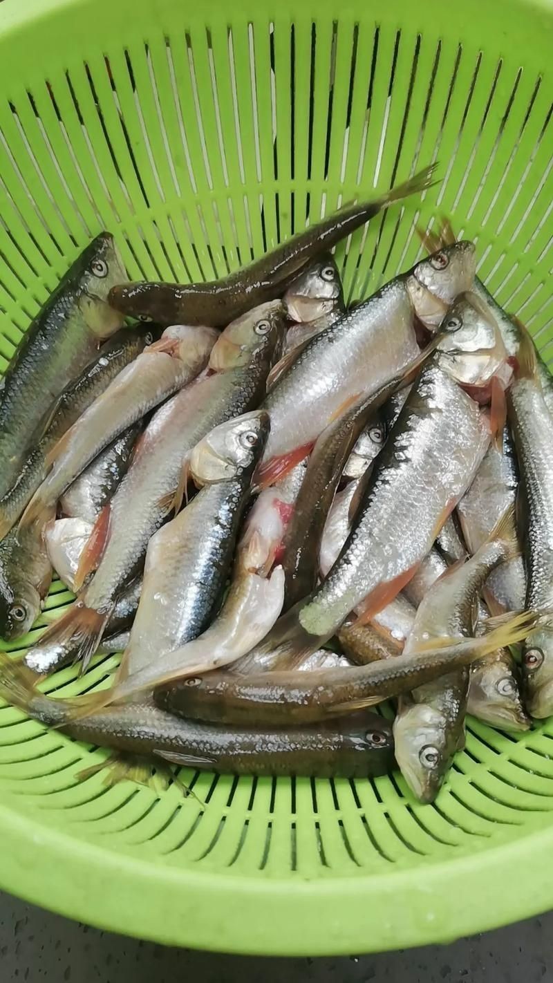 河里小魚品種圖片大全
