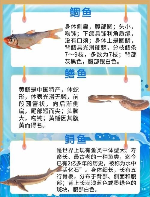 河里小魚品種圖片大全