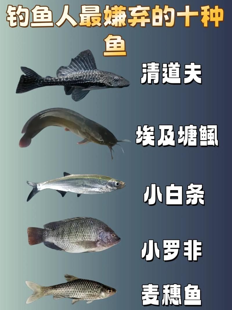 河里小魚品種圖片大全