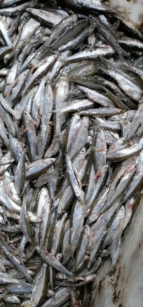 河里小魚品種圖片大全