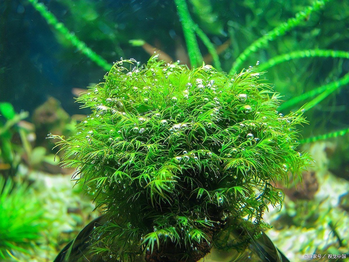 吉印燈養水草最忌諱的三個地方