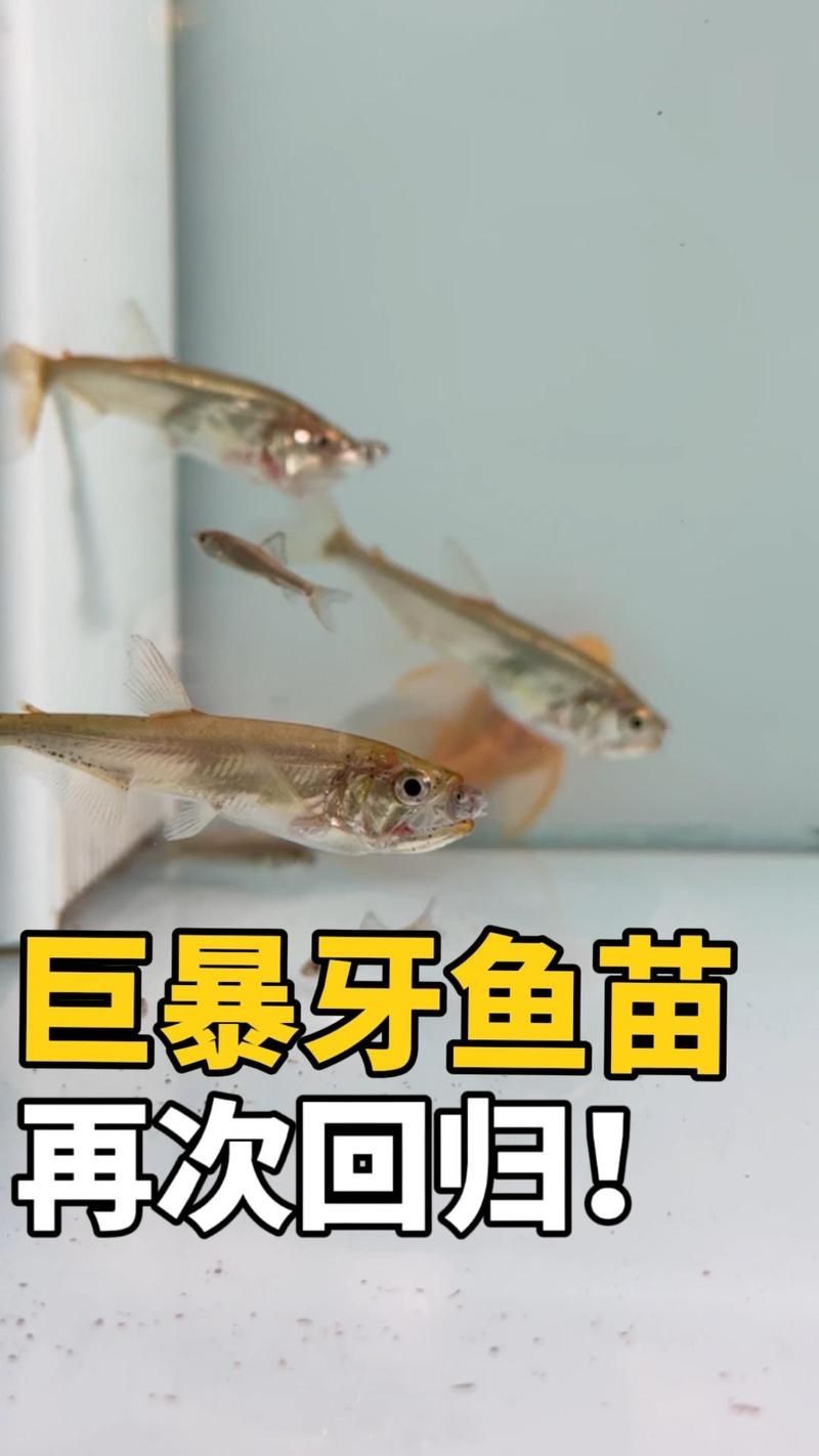 巨暴牙魚能長多大