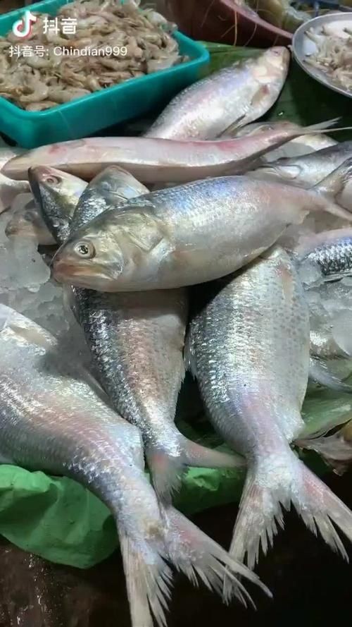 廣東鱭魚圖片