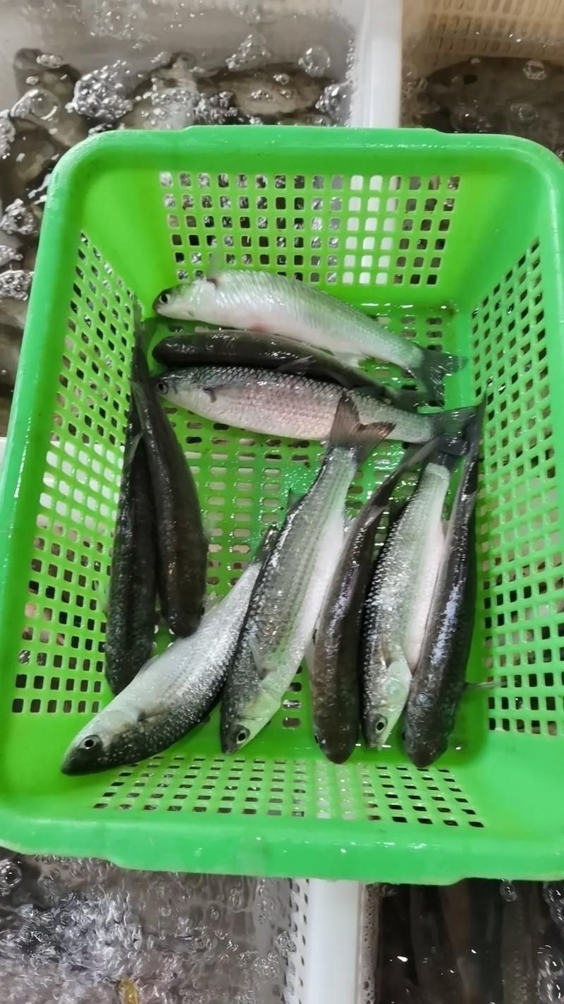 廣東鱭魚圖片