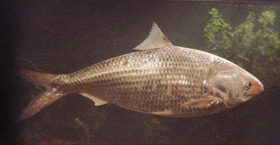 龍魚白白后如何恢復色素？，如何判斷龍魚褪色原因