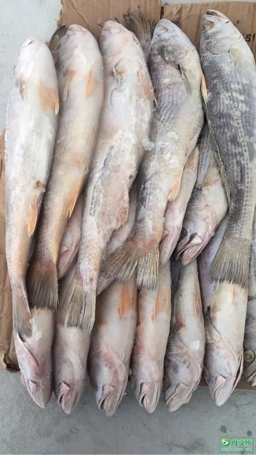 廣東鱭魚圖片