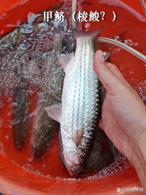 廣東鱭魚圖片